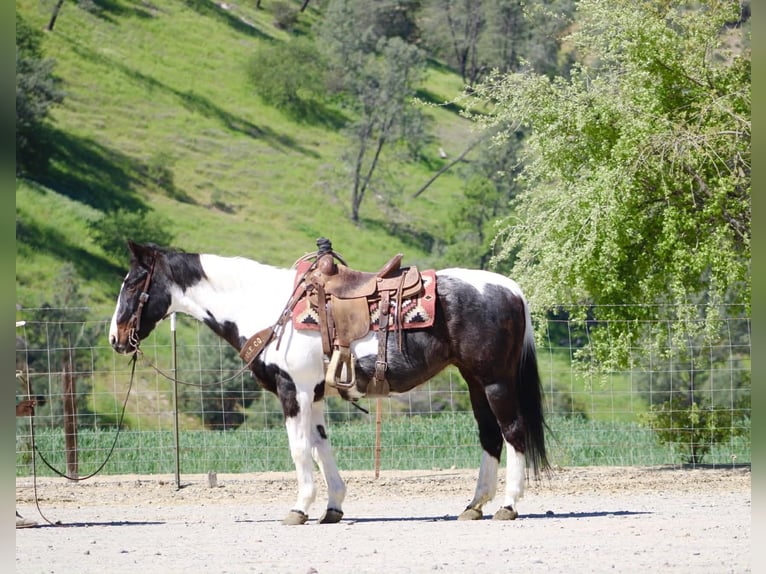 American Paint Horse Yegua 13 años 150 cm Tobiano-todas las-capas in Tres Pinos