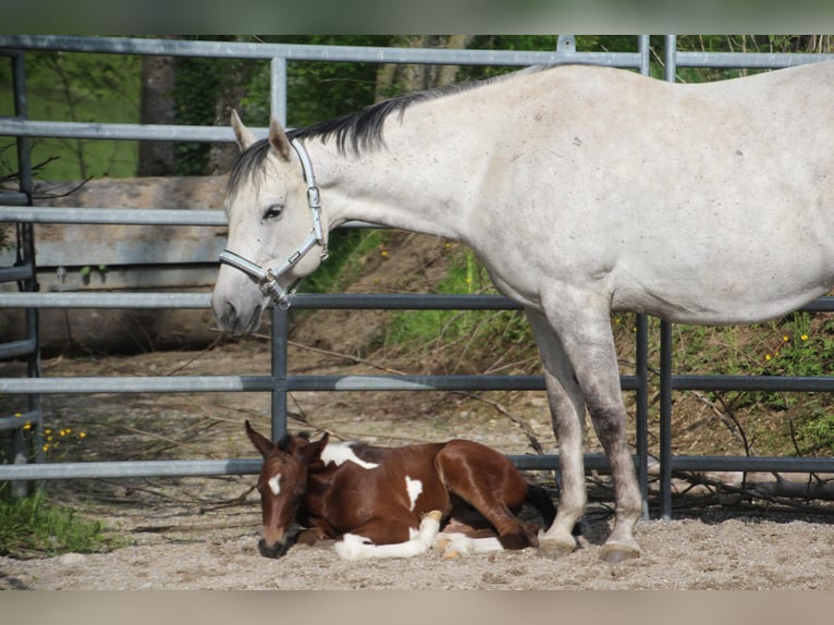 American Paint Horse Yegua 13 años 153 cm Tordo in Haldenwang