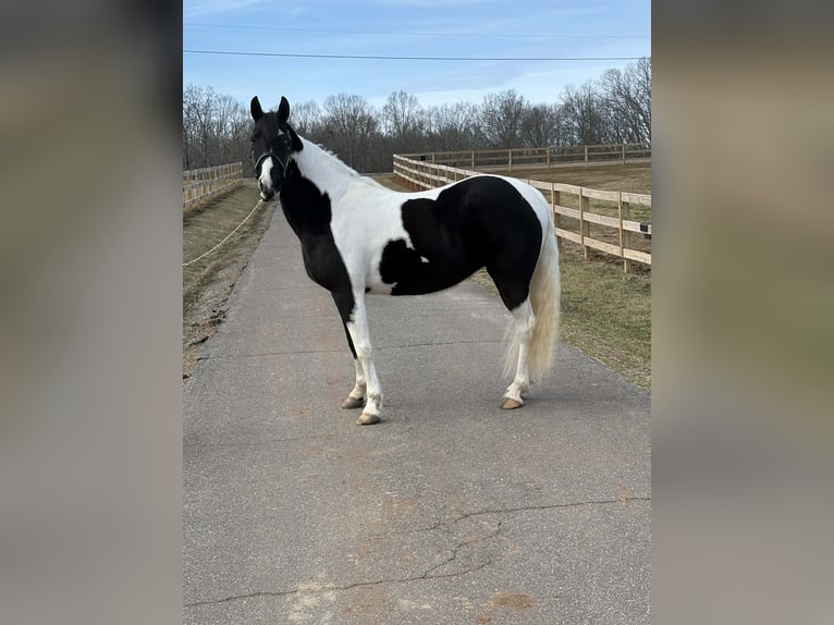 American Paint Horse Yegua 13 años 157 cm Tobiano-todas las-capas in Granite Falls