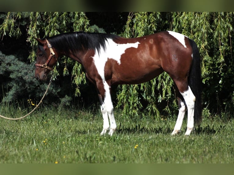 American Paint Horse Yegua 13 años 162 cm Tobiano-todas las-capas in Schlüchtern