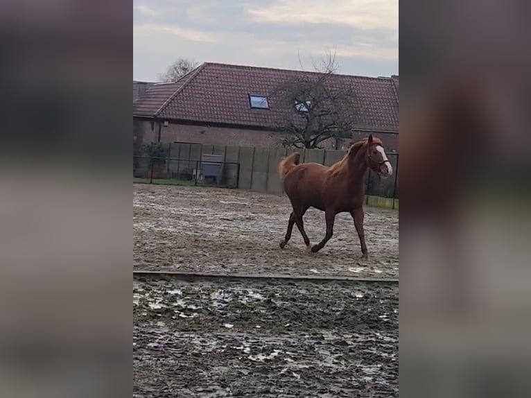 American Paint Horse Yegua 13 años 165 cm Alazán in Sint-Martens-Lierde