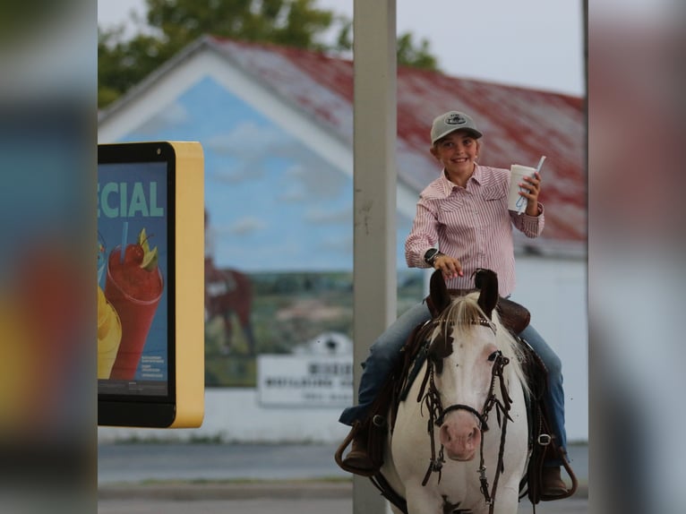 American Paint Horse Yegua 13 años Tobiano-todas las-capas in Stephenville TX