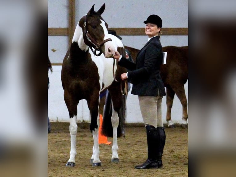 American Paint Horse Yegua 13 años Tobiano-todas las-capas in Newton