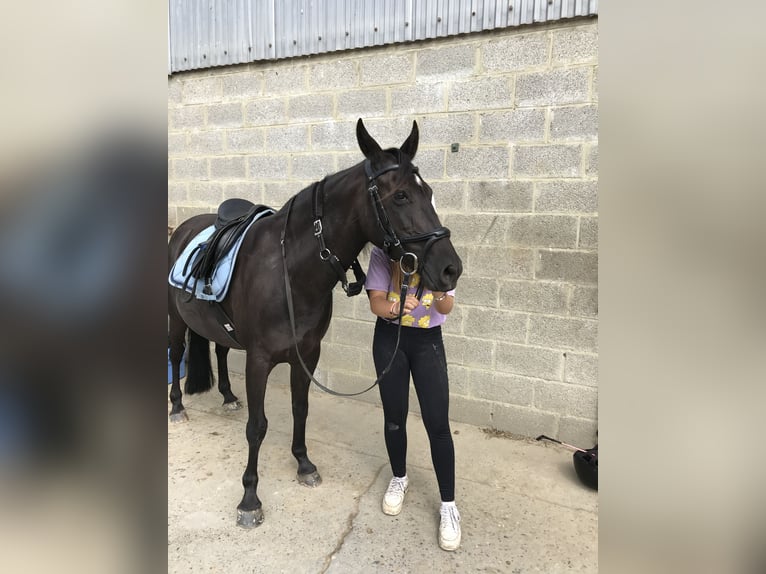 American Paint Horse Mestizo Yegua 14 años 142 cm Negro in TessenderloTessenderlo