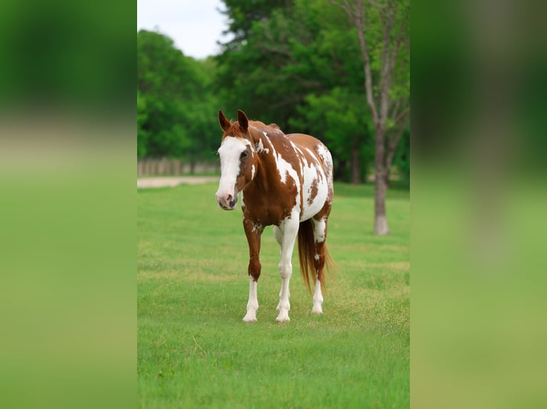 American Paint Horse Yegua 14 años 142 cm Pío in Forney