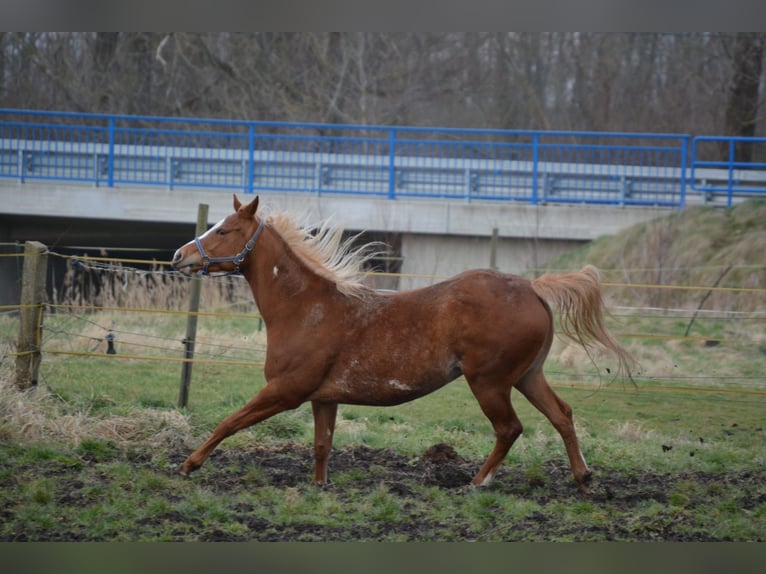 American Paint Horse Yegua 14 años 150 cm Alazán in Wanzleben-Börde
