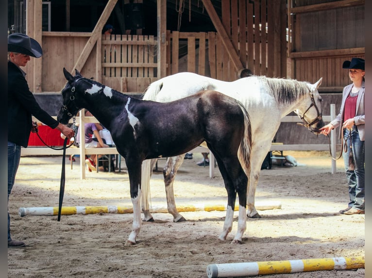 American Paint Horse Yegua 14 años 153 cm Tordo in Haldenwang