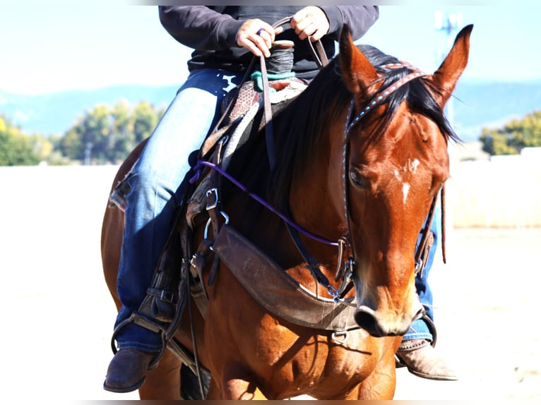 American Paint Horse Yegua 14 años 155 cm Castaño rojizo in Huntley