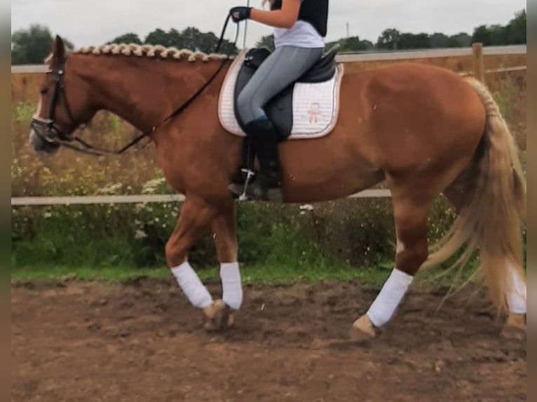 American Paint Horse Mestizo Yegua 14 años 157 cm Alazán in Gransee