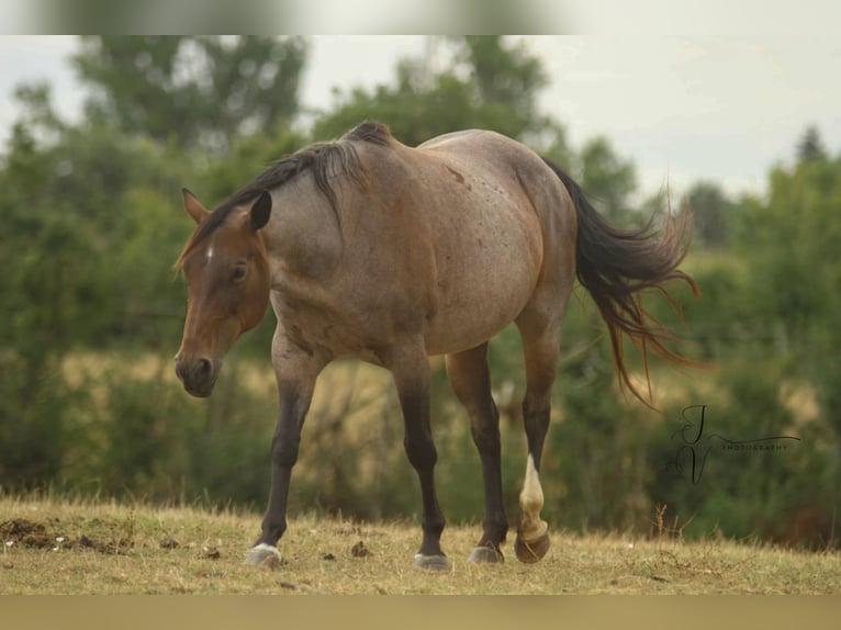 American Paint Horse Yegua 14 años Castaño-ruano in Tarn et garonne