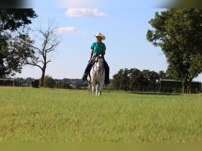American Paint Horse Yegua 14 años Tobiano-todas las-capas in Stephenville TX