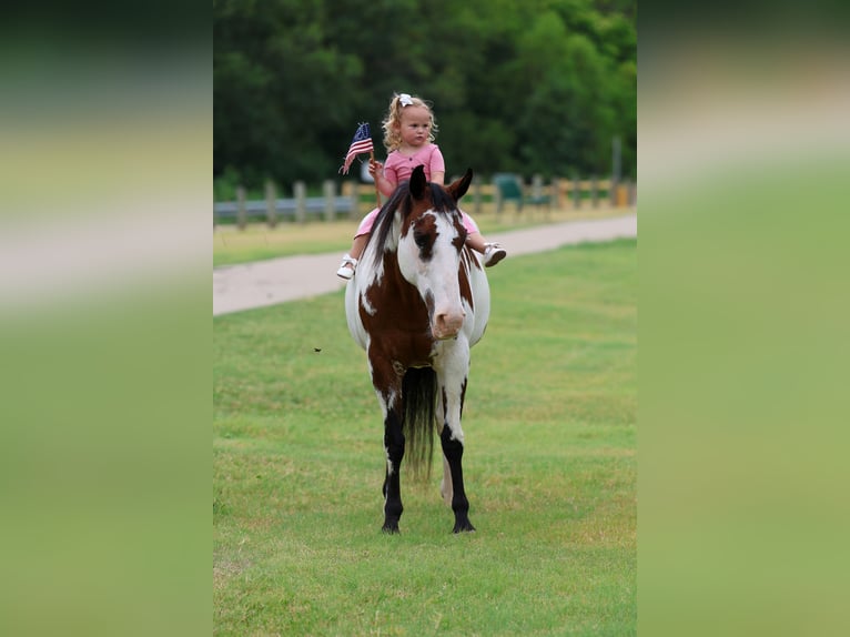 American Paint Horse Yegua 15 años 142 cm Overo-todas las-capas in Terrell