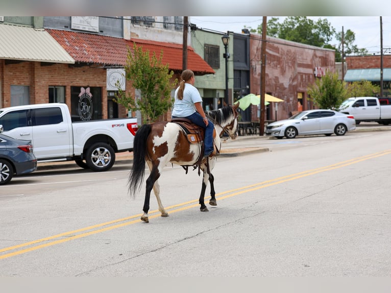 American Paint Horse Yegua 15 años 142 cm Overo-todas las-capas in Terrell