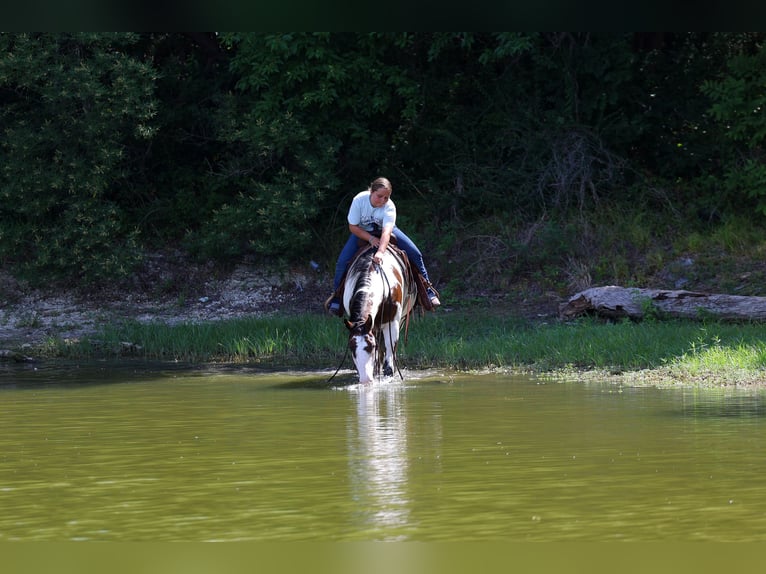 American Paint Horse Yegua 15 años 142 cm Overo-todas las-capas in Terrell