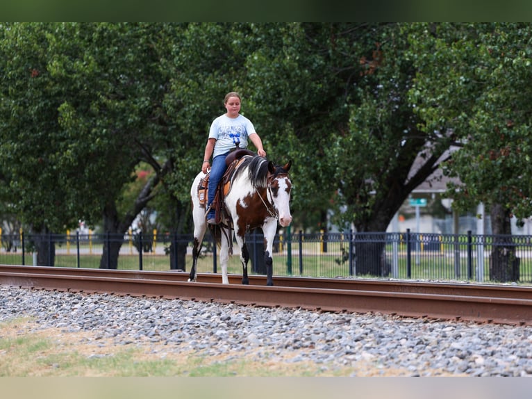 American Paint Horse Yegua 15 años 142 cm Overo-todas las-capas in Terrell