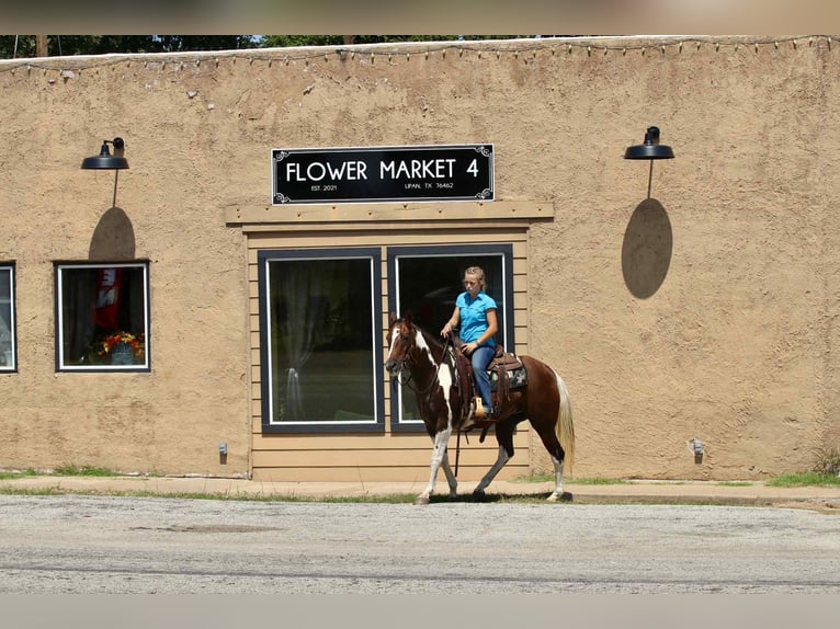 American Paint Horse Yegua 15 años 150 cm Tobiano-todas las-capas in Lipan TX