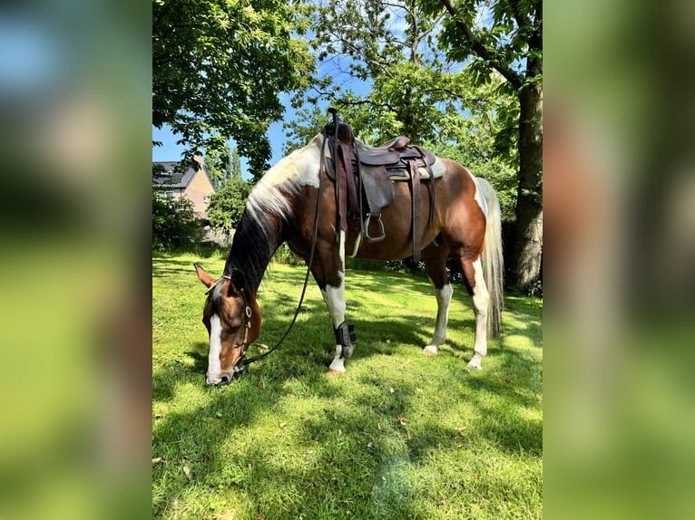 American Paint Horse Yegua 15 años 153 cm Tobiano-todas las-capas in Brunssum