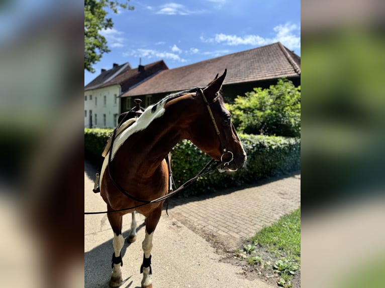 American Paint Horse Yegua 15 años 153 cm Tobiano-todas las-capas in Brunssum
