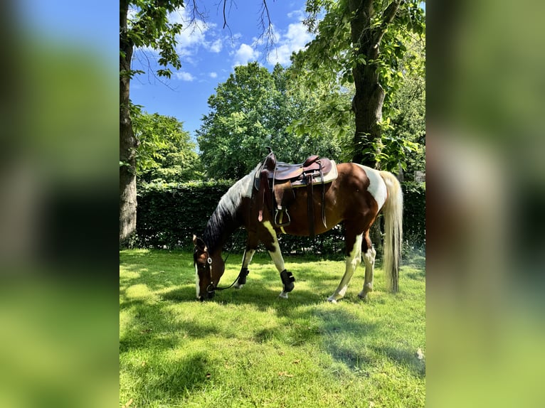 American Paint Horse Yegua 15 años 153 cm Tobiano-todas las-capas in Brunssum