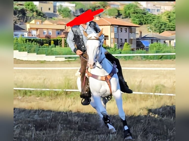 American Paint Horse Yegua 15 años 65 cm Tobiano-todas las-capas in Imaz