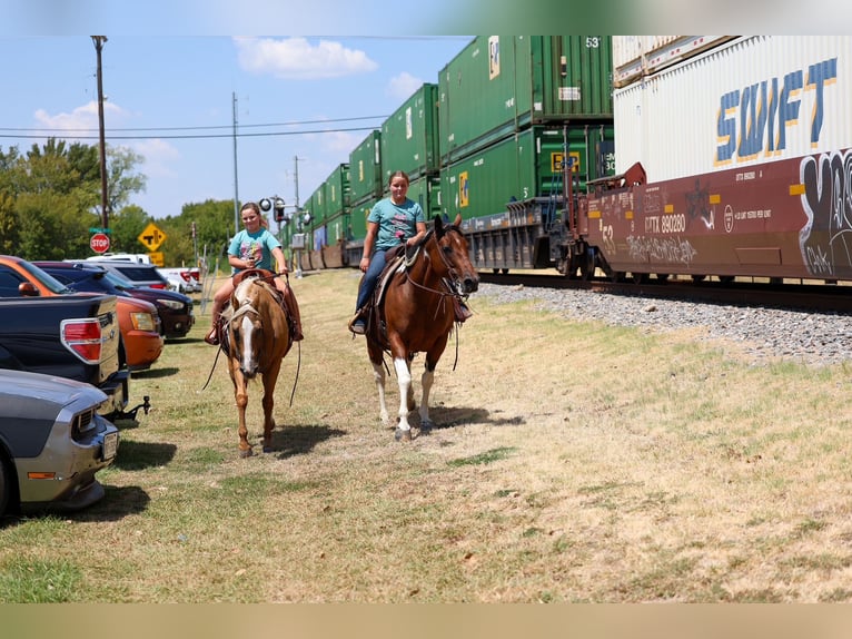 American Paint Horse Yegua 15 años Pío in Terrell
