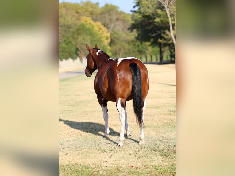 American Paint Horse Yegua 15 años Pío in Terrell