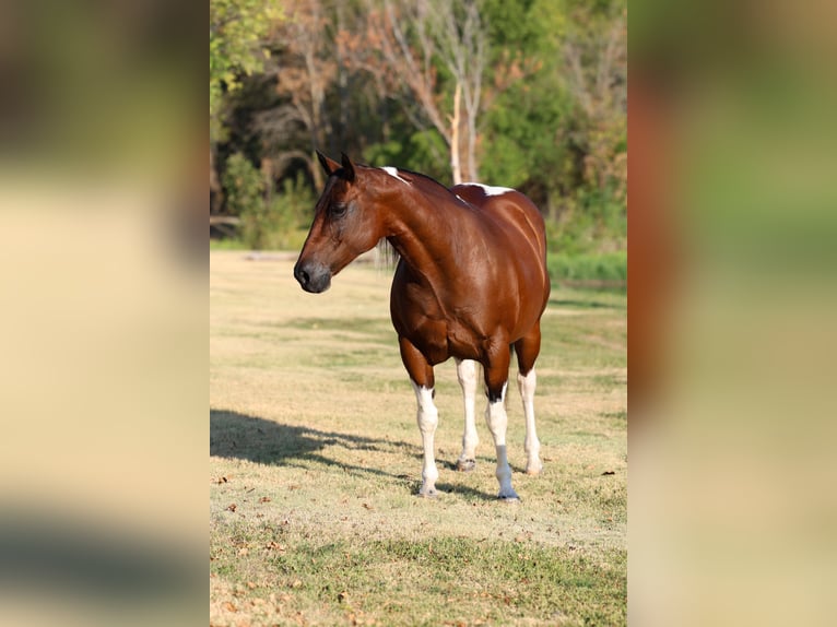 American Paint Horse Yegua 15 años Pío in Terrell
