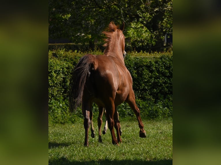 American Paint Horse Yegua 16 años 150 cm Alazán in Angeren