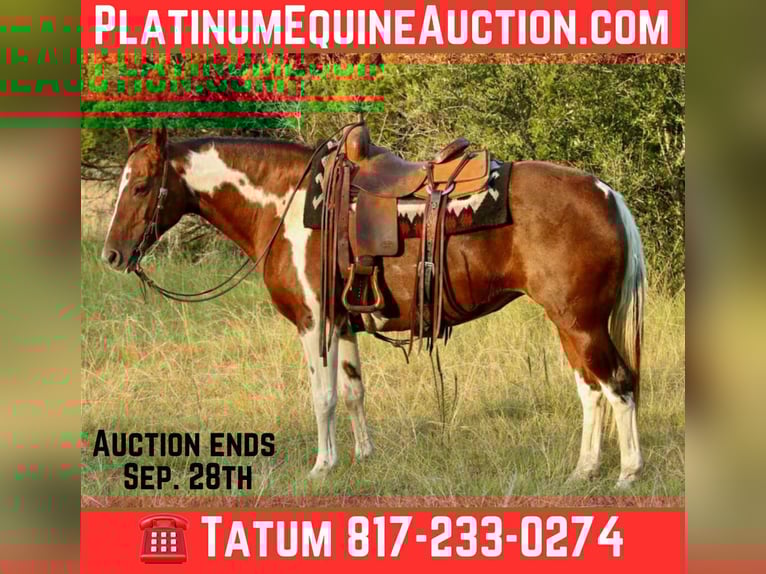American Paint Horse Yegua 16 años 150 cm Tobiano-todas las-capas in Lipan TX