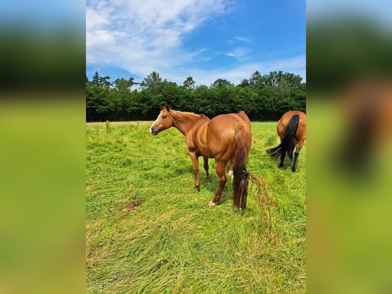 American Paint Horse Yegua 16 años 154 cm Alazán in Ratekau