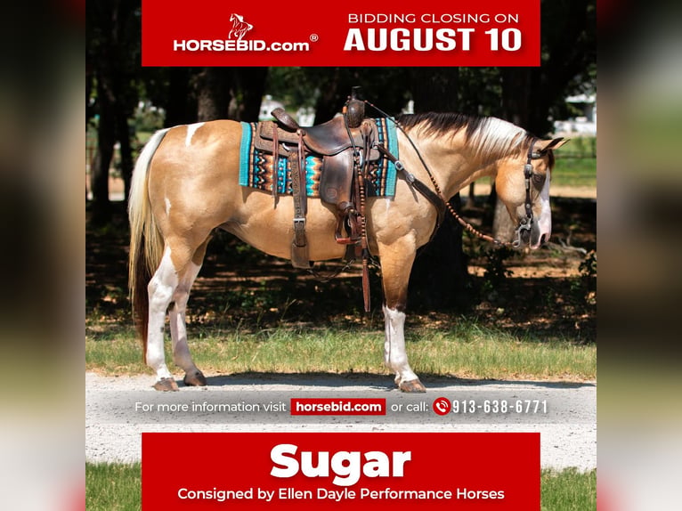 American Paint Horse Yegua 16 años Pío in Argyle