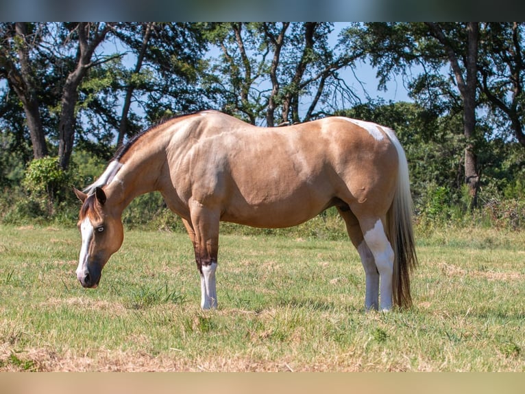 American Paint Horse Yegua 16 años Pío in Argyle