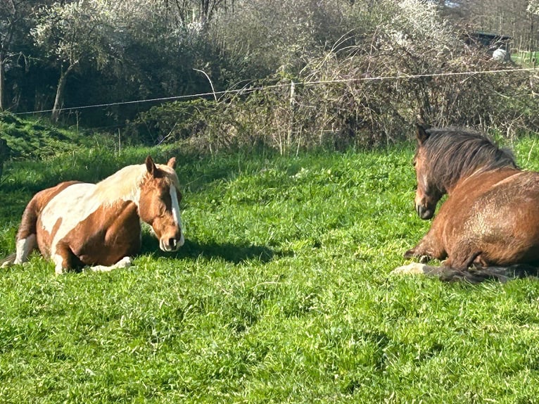 American Paint Horse Yegua 17 años 154 cm Tobiano-todas las-capas in Rheinbach