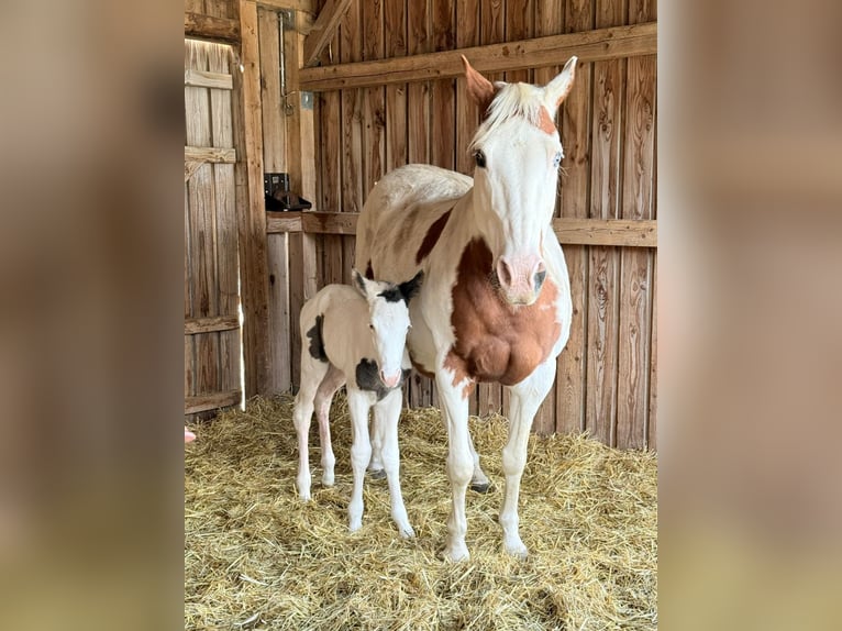 American Paint Horse Yegua 18 años 158 cm Tobiano-todas las-capas in Elterlein