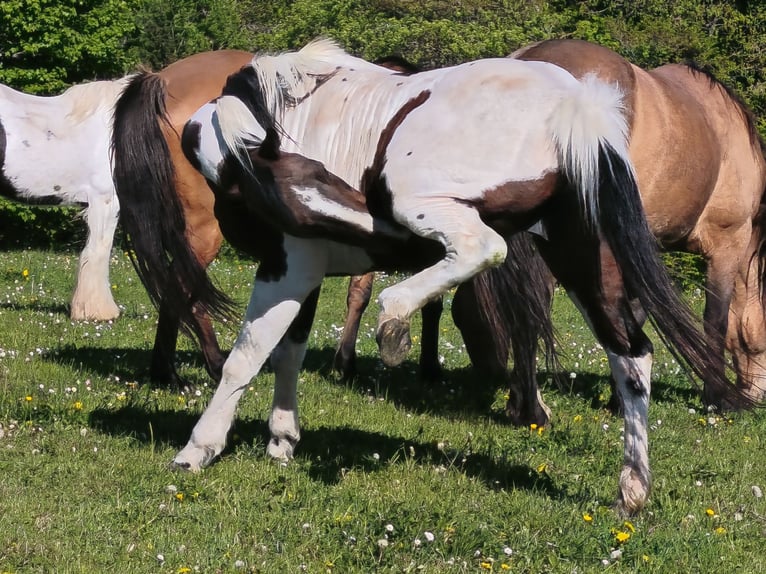 American Paint Horse Yegua 19 años Overo-todas las-capas in Berreldorf