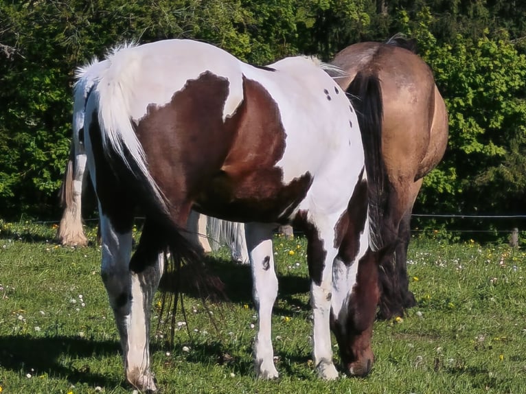American Paint Horse Yegua 19 años Overo-todas las-capas in Berreldorf