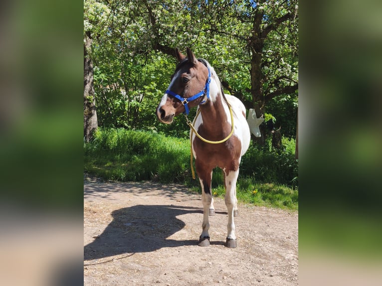 American Paint Horse Yegua 19 años Overo-todas las-capas in Berreldorf