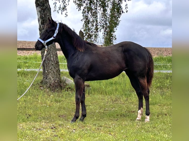 American Paint Horse Yegua 1 año 130 cm Negro in Planá