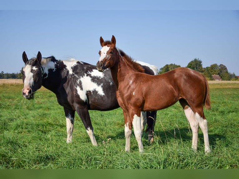American Paint Horse Yegua 1 año 142 cm Tobiano-todas las-capas in Marlow