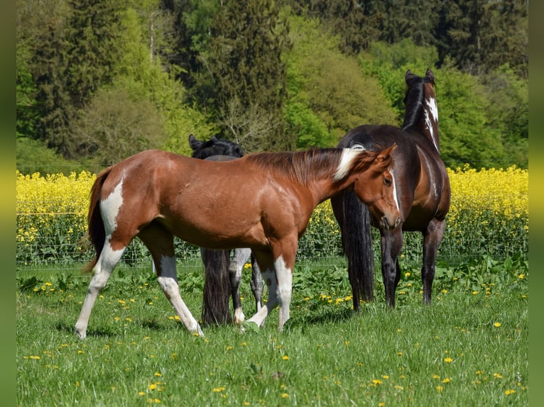 American Paint Horse Yegua 1 año 142 cm Tobiano-todas las-capas in Marlow