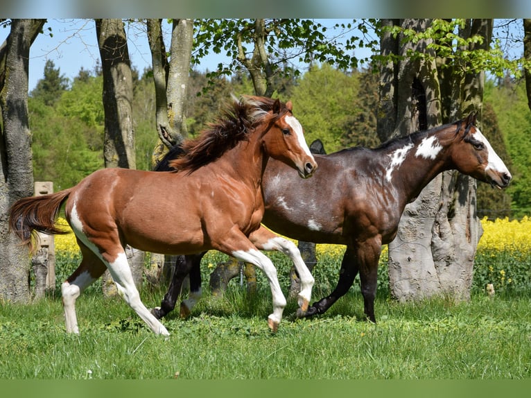 American Paint Horse Yegua 1 año 142 cm Tobiano-todas las-capas in Marlow