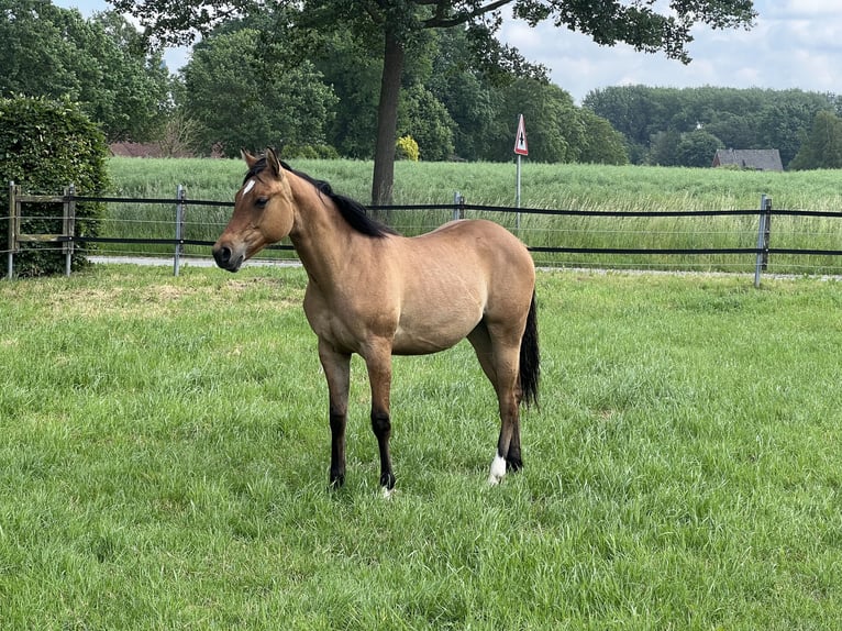 American Paint Horse Yegua 1 año 150 cm Bayo in Emstek