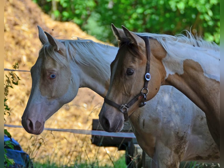 American Paint Horse Yegua 1 año 150 cm Champán in Buchbach