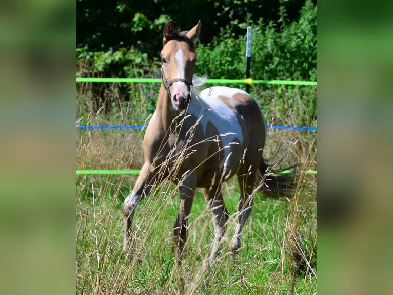 American Paint Horse Yegua 1 año 150 cm Champán in Buchbach