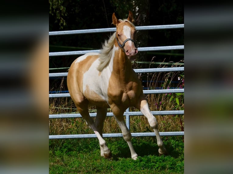 American Paint Horse Yegua 1 año 150 cm Champán in Obertaufkirchen
