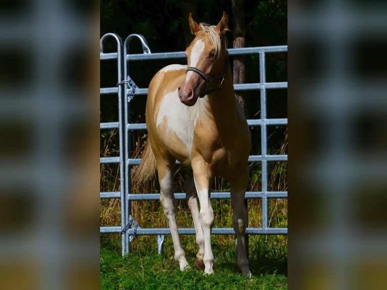 American Paint Horse Yegua 1 año 150 cm Champán in Obertaufkirchen