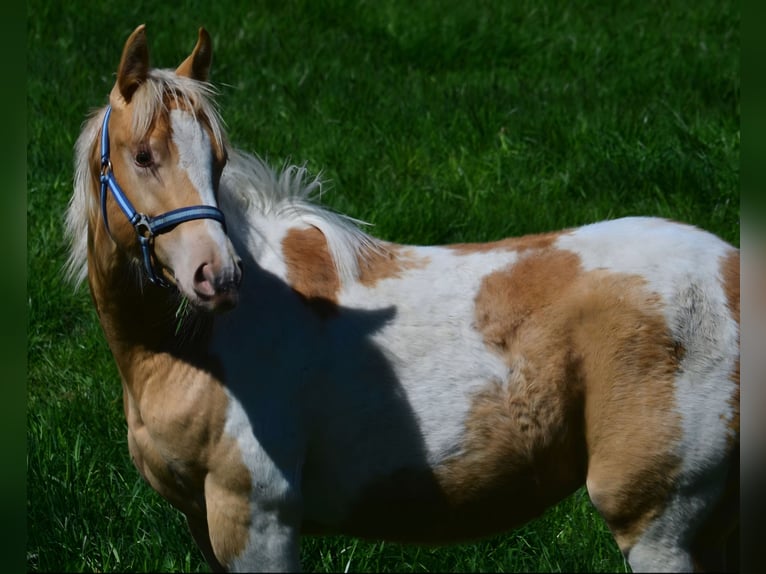 American Paint Horse Yegua 1 año 150 cm Champán in Obertaufkirchen