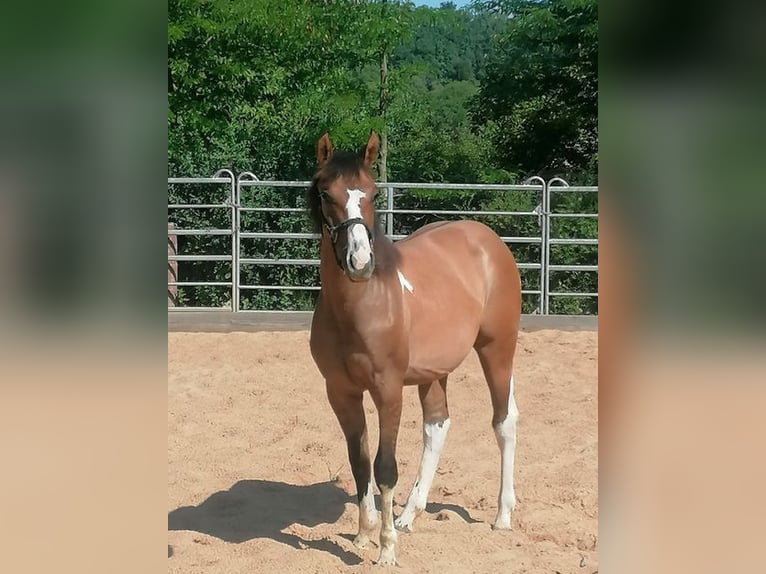 American Paint Horse Yegua 1 año 150 cm Tobiano-todas las-capas in Ahorn