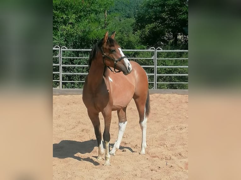 American Paint Horse Yegua 1 año 150 cm Tobiano-todas las-capas in Ahorn