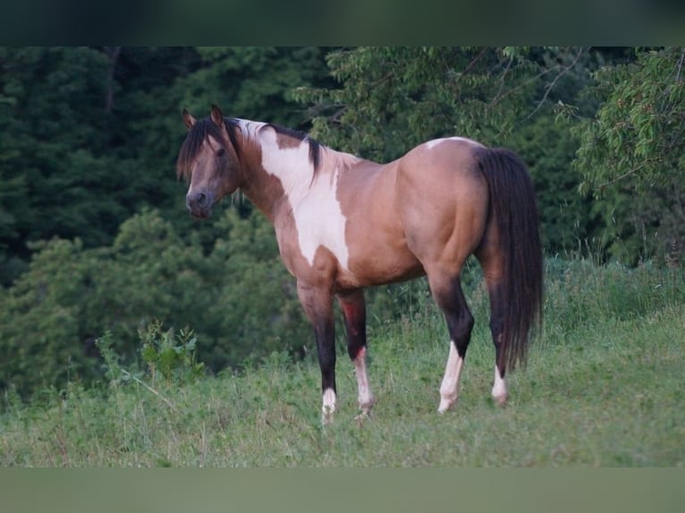American Paint Horse Yegua 1 año 150 cm in Möllendorf